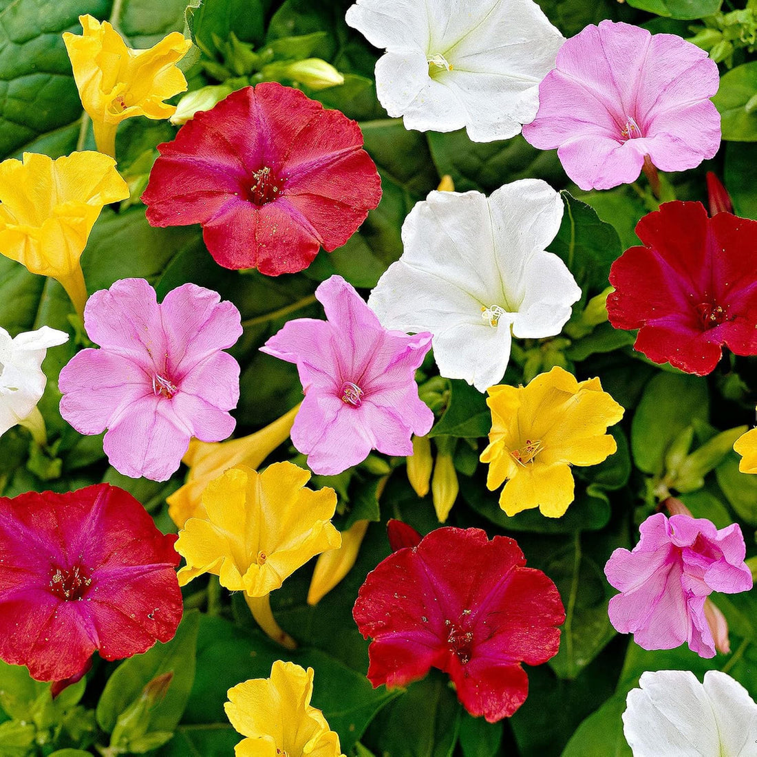 Mirabilis Jalapa flower seeds