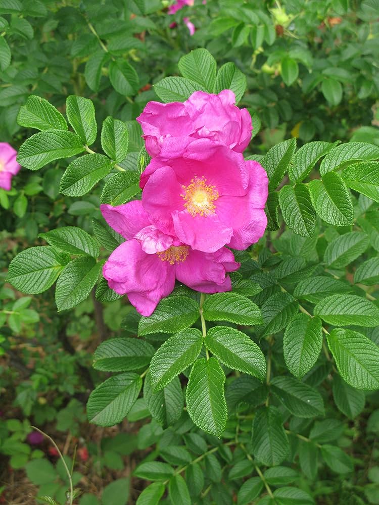 Pink Rugosa flower seeds