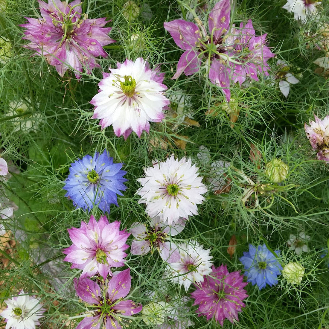 Damascena flower seeds