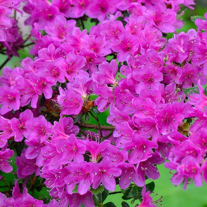 Violet Azalea flower seeds