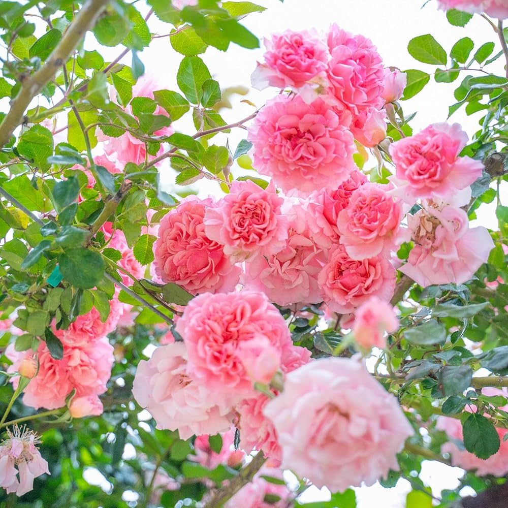 Pink White flower seeds