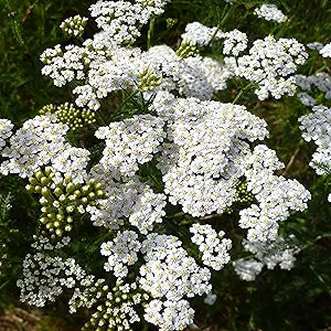 Love Yarrow flower seeds