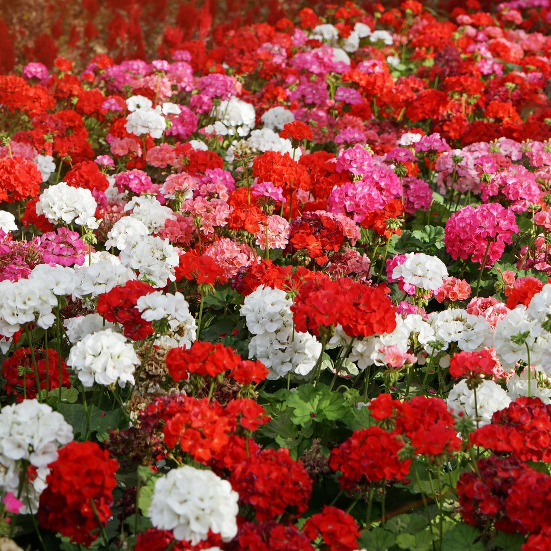 Geranium flower seeds