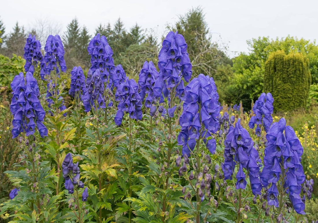 Monkshood flower seeds