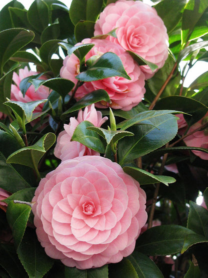 Camellia flower seeds