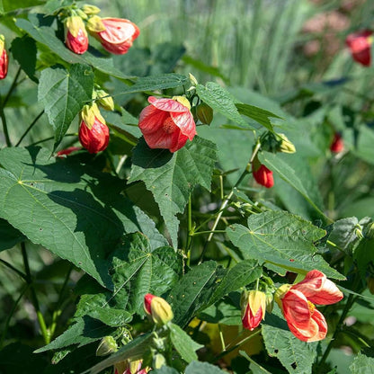 Red Abutilon flower seeds
