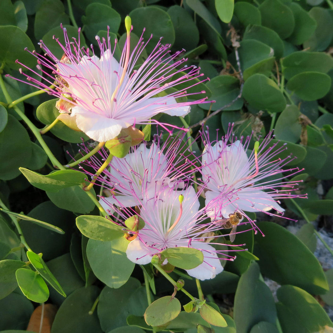Caper flower seeds