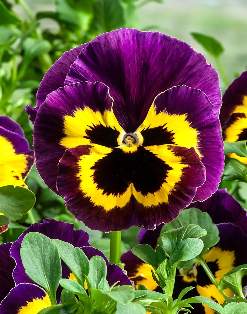 Pansy Trailing flower seeds