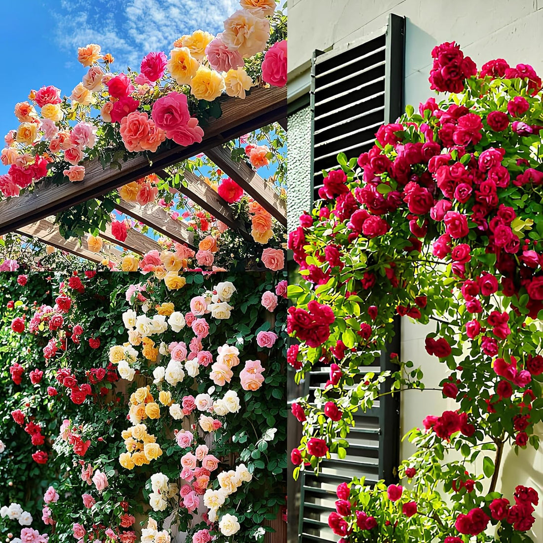 Ruby Rose flower seeds