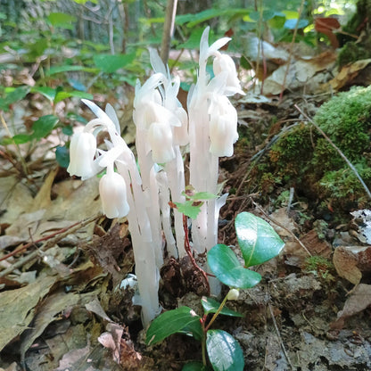 Monotropa Uniflora flower seeds