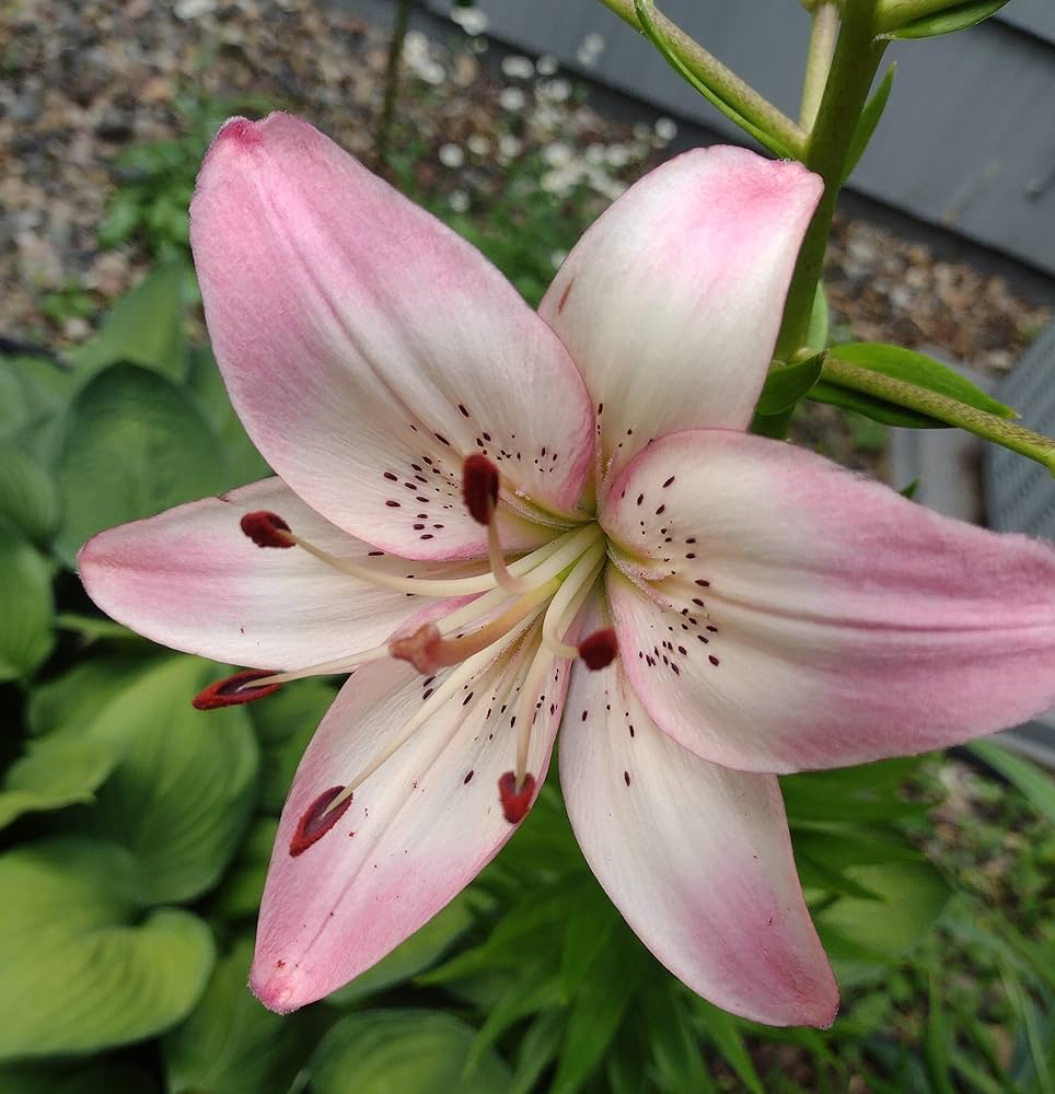 Lily flower seeds