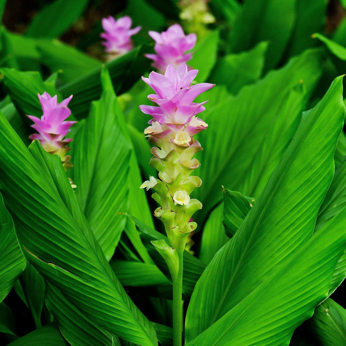 Rhizoma Curcuma flower seeds