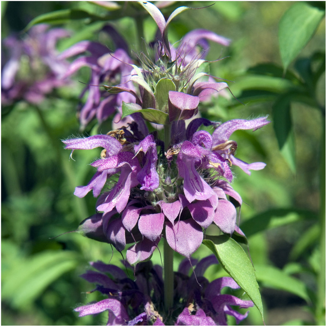 Purple Monarda flower seeds