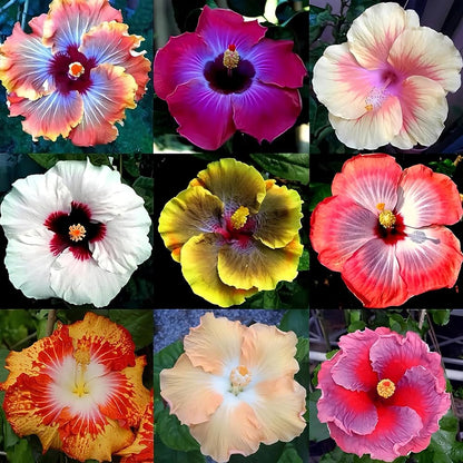 Hibiscus flower seeds