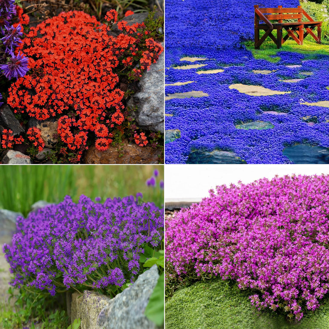 Creeping Thyme flower seeds