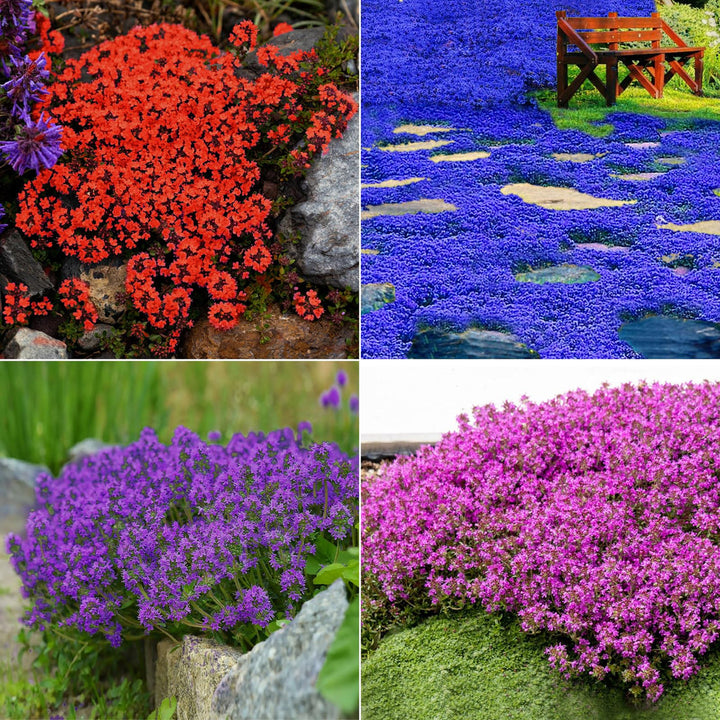 Creeping Thyme flower seeds