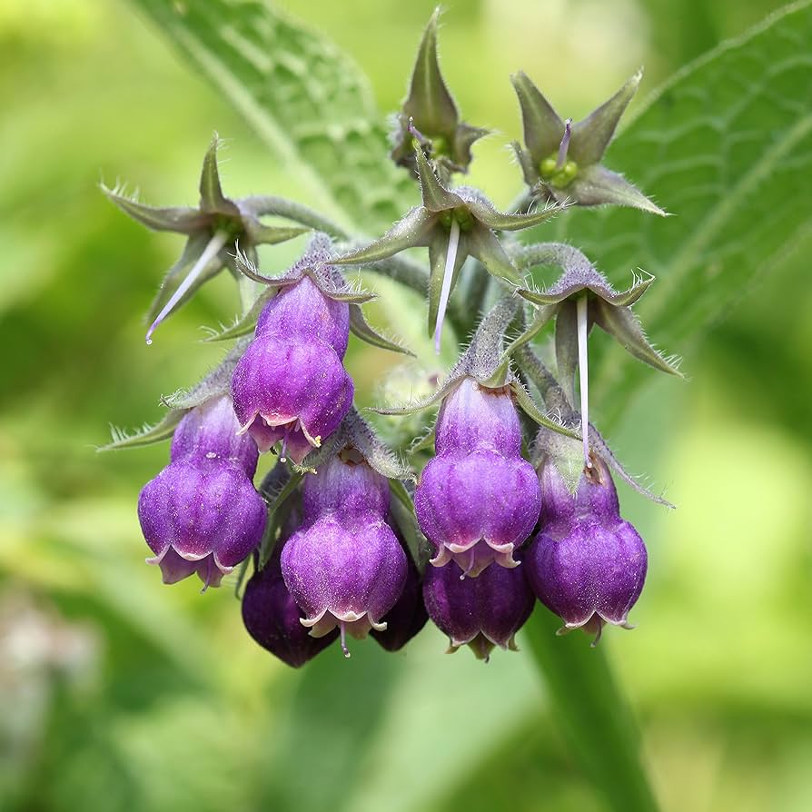 Purple Symphytum flower seeds