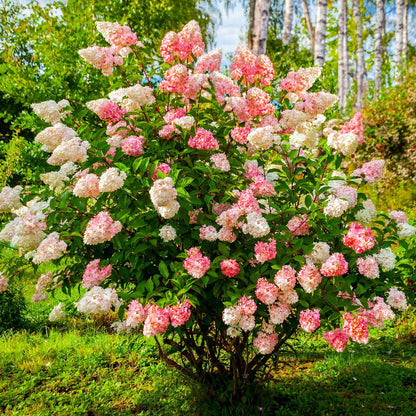 Vanilla Strawberry flower seeds