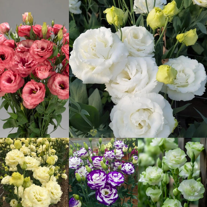 Lisianthus flower seeds
