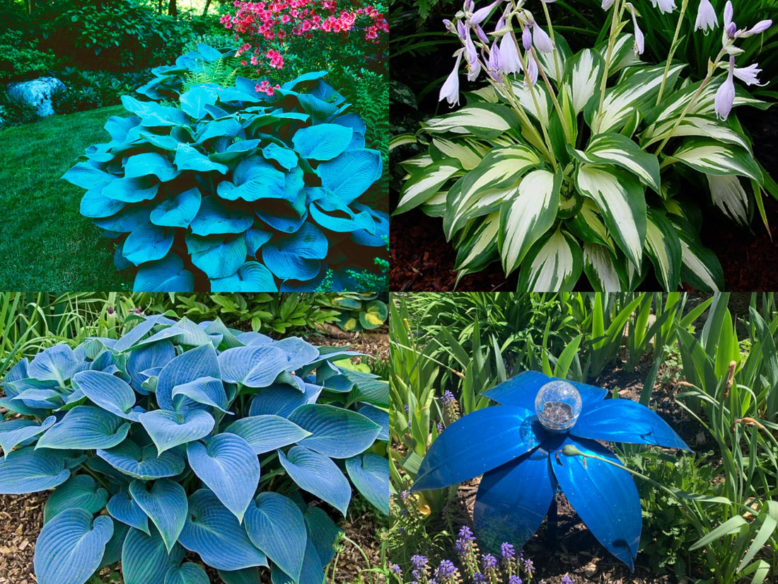 Hosta Plant flower seeds