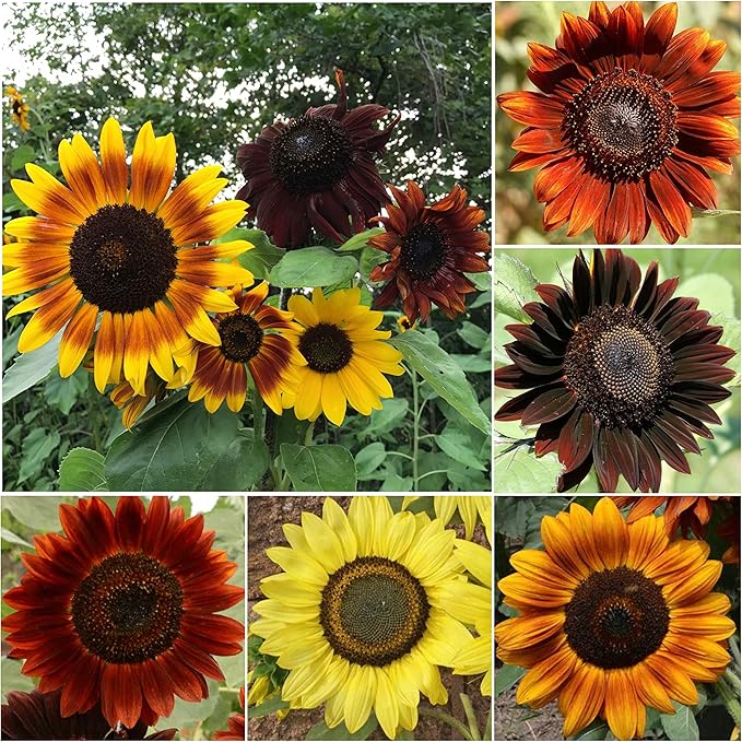 Red Sunflower flower seeds