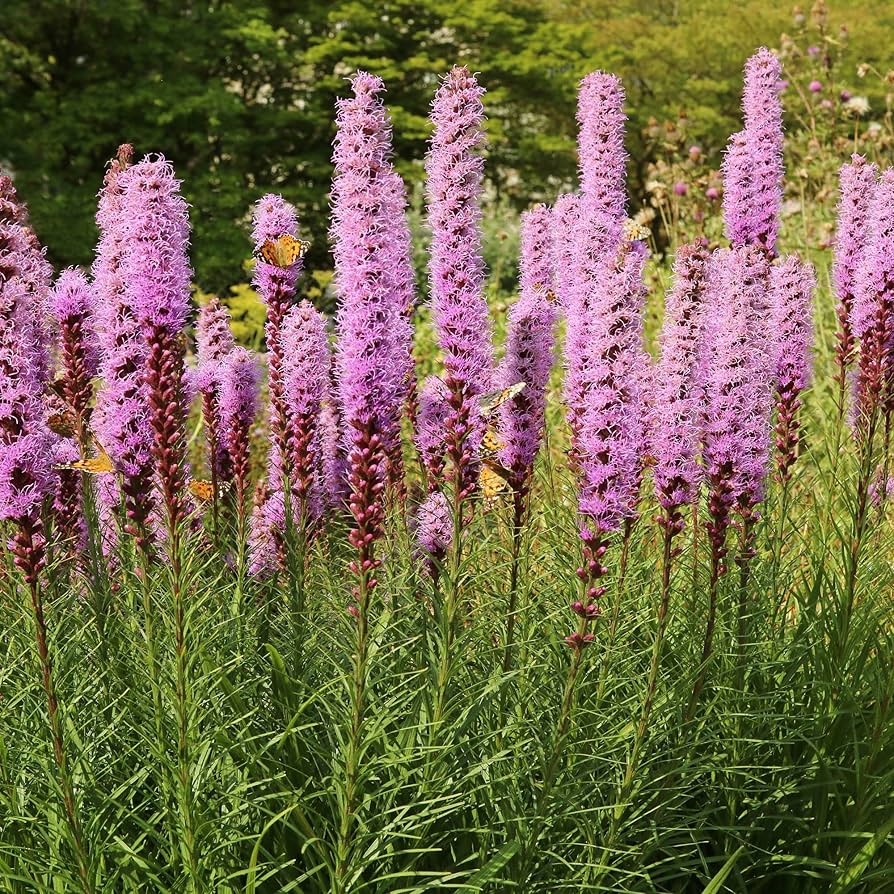 Blazing Star flower seeds