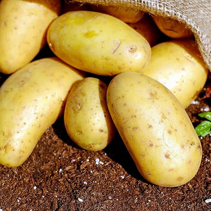 potato seeds