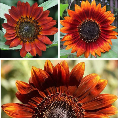 Velvet Queen flower seeds