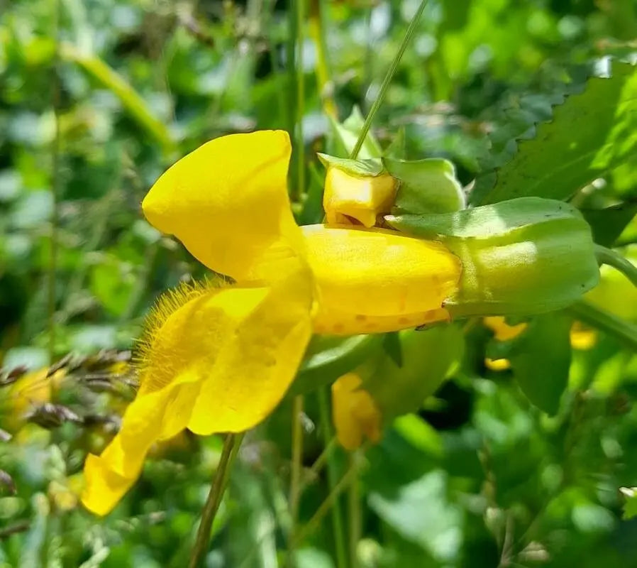 Yellow Erythranthe flower seeds
