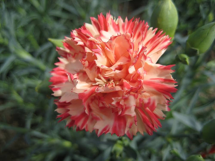 Orange Dianthus flower seeds