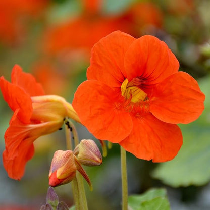 Orange Nasturtium flower seeds