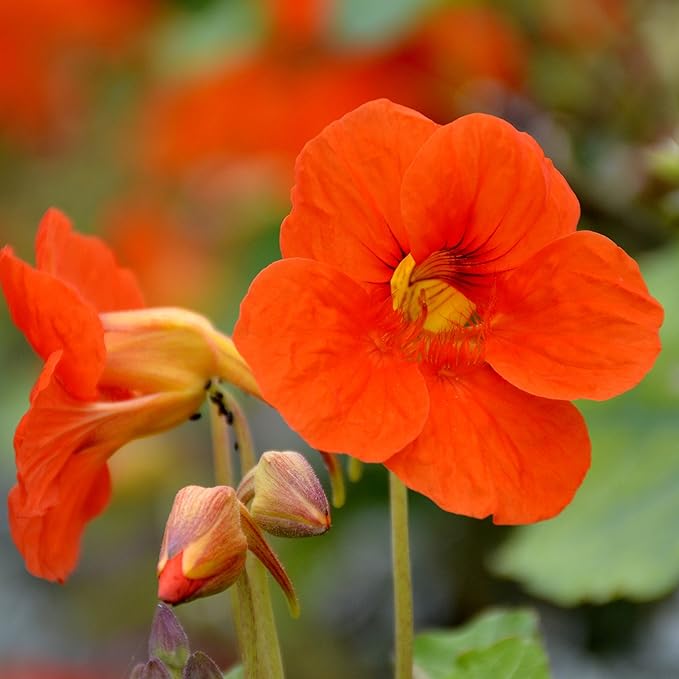 Orange Nasturtium flower seeds