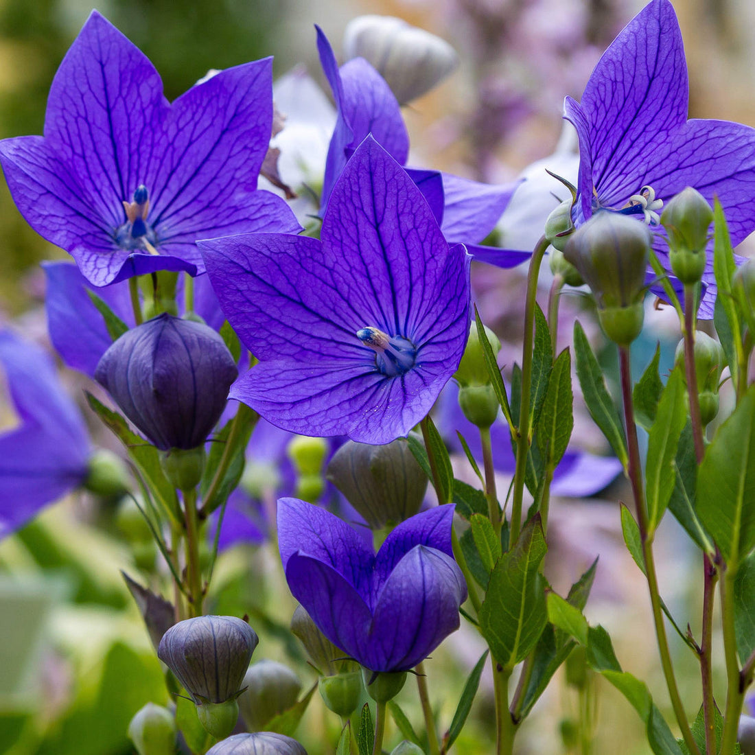 Balloon flower seeds