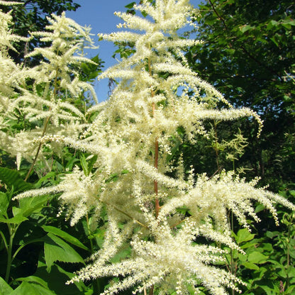 Aruncus flower seeds
