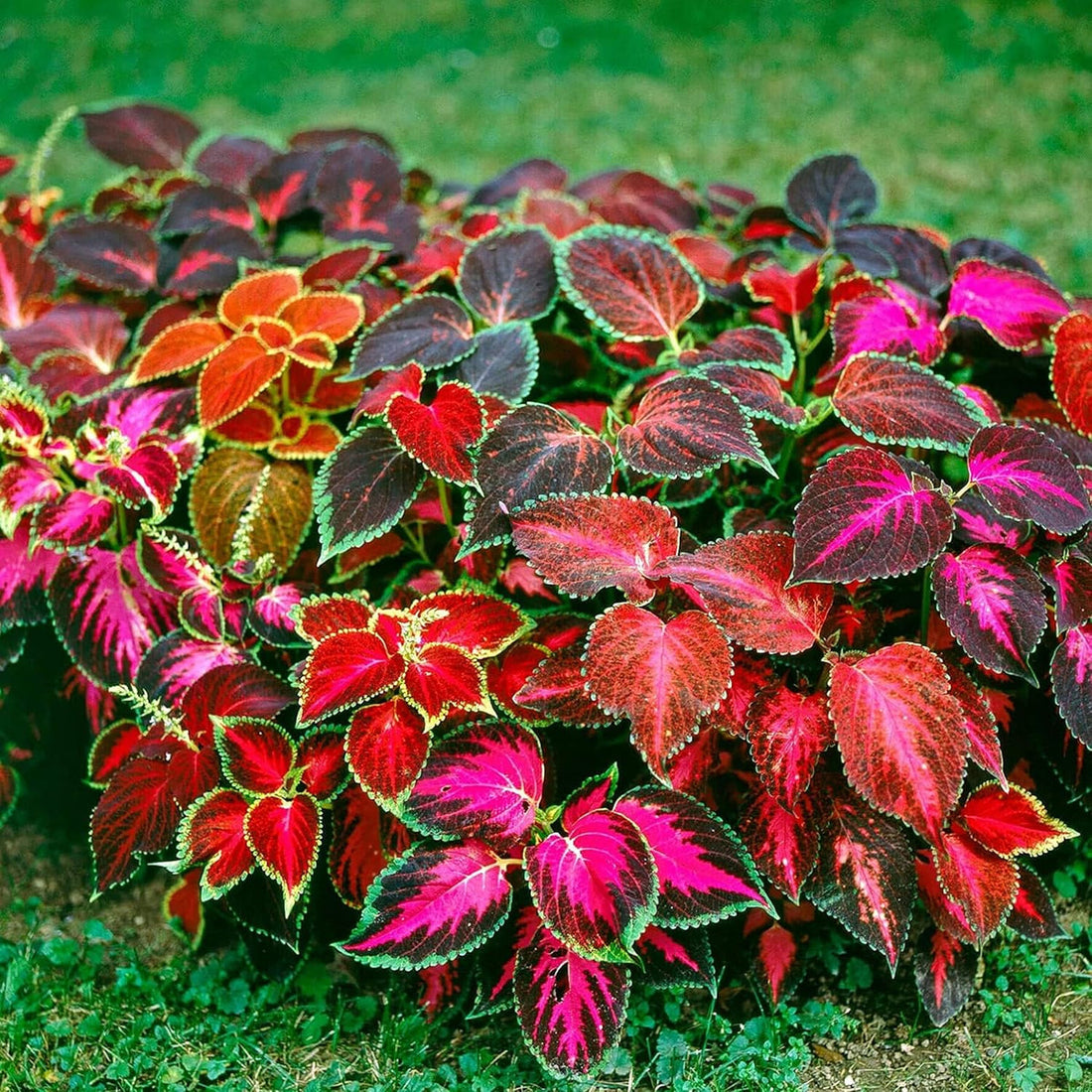 Coleus flower seeds