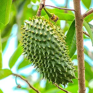soursop seeds