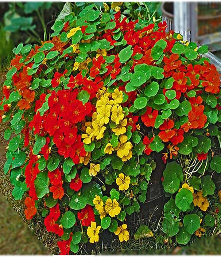Nasturtium Tall flower seeds