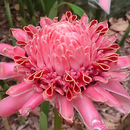 Ginger Etlingera Elatior plant