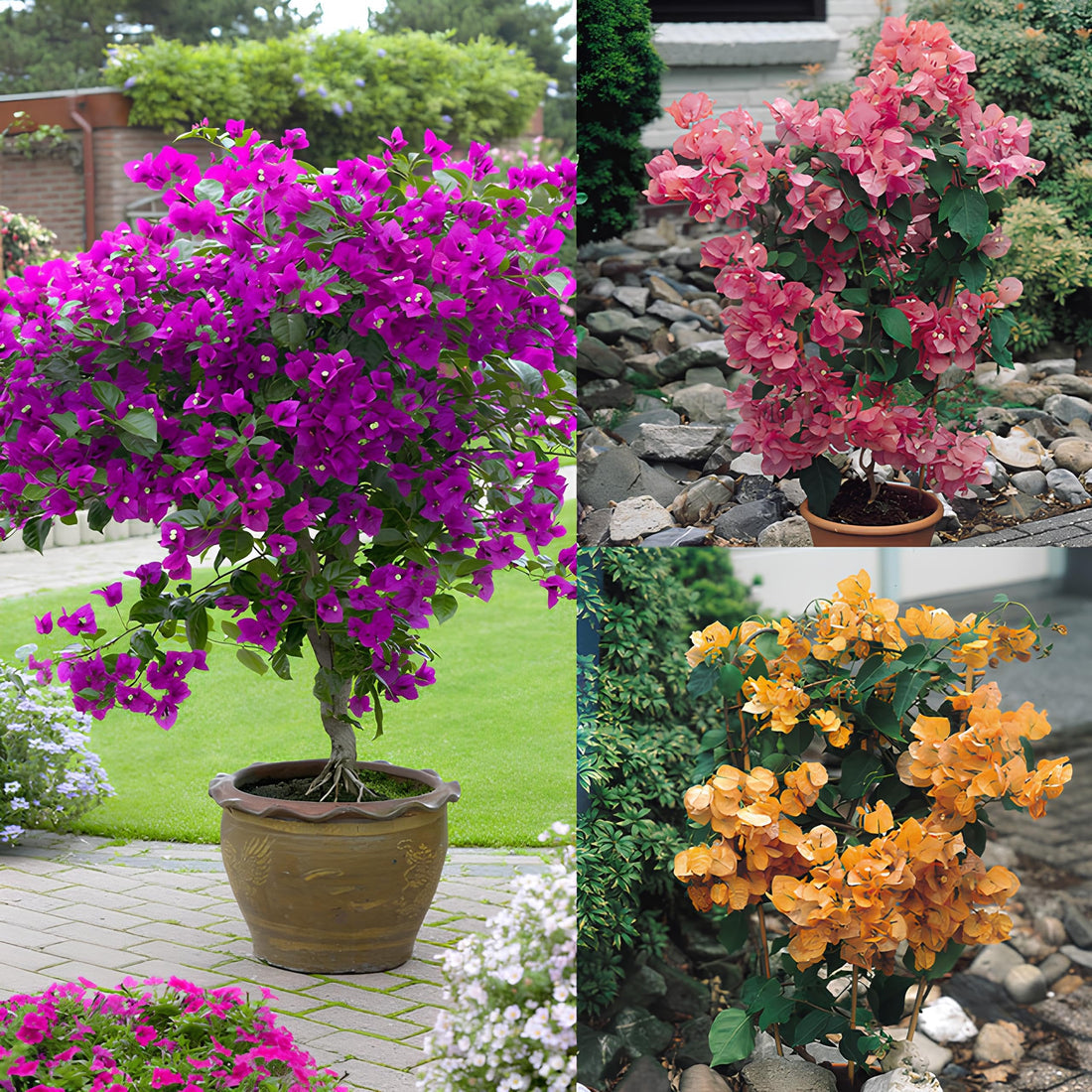 Color Bougainvillea flower seeds