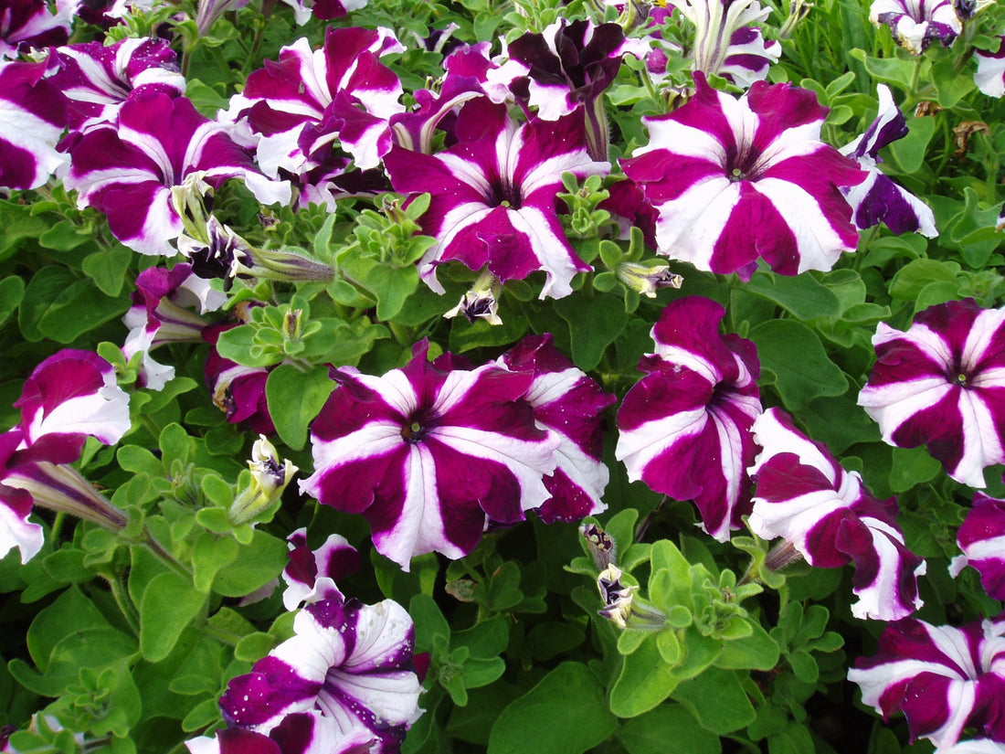 Climbing Petunia flower seeds