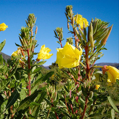 Primrose Oenothera Biennis plant