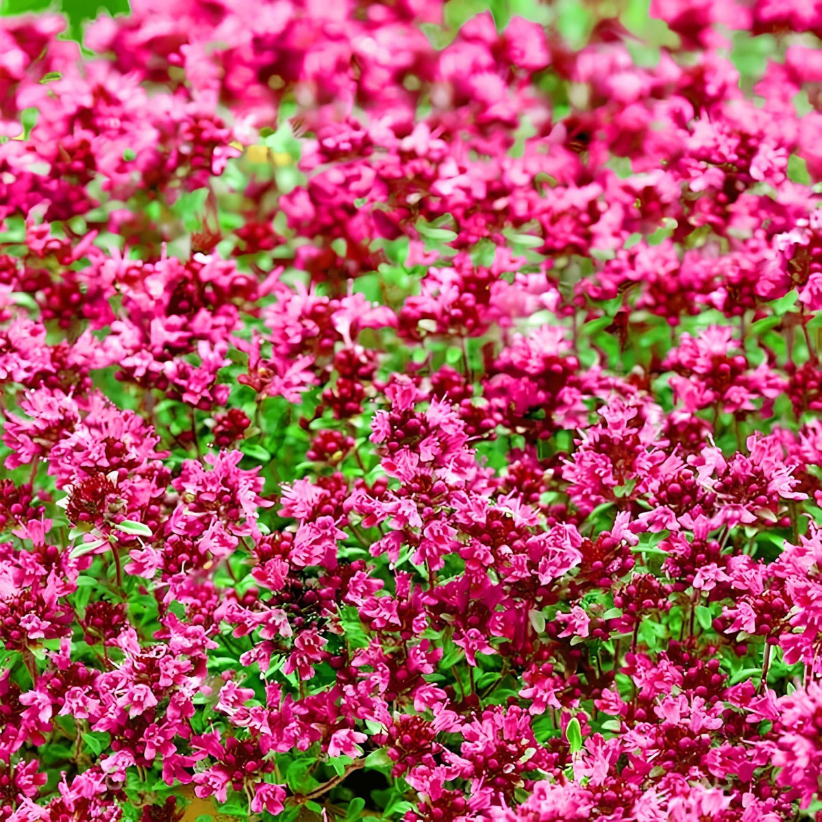 Pink Creeping Thyme plant