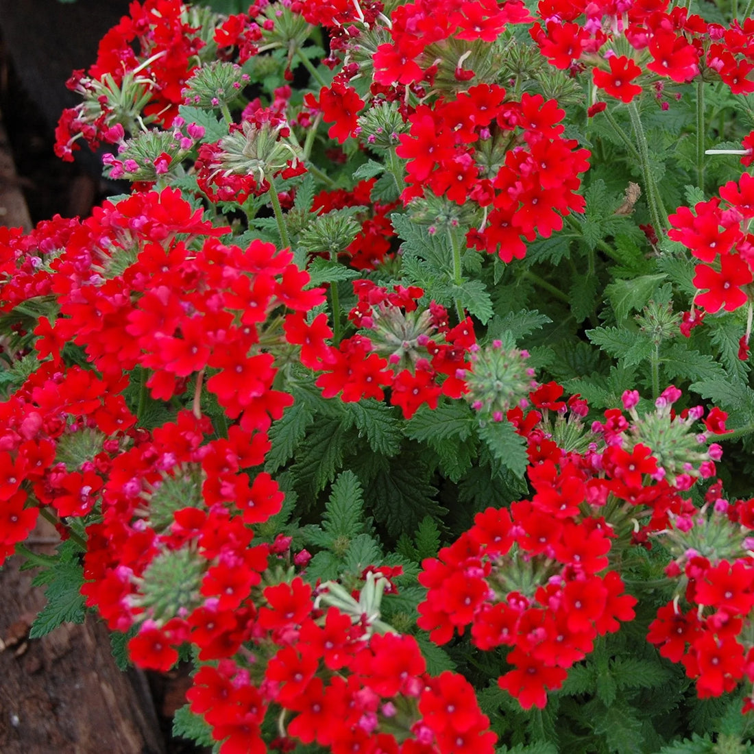 Scarlet flower seeds