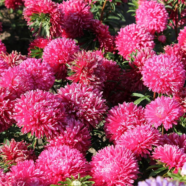 Red Aster flower seeds