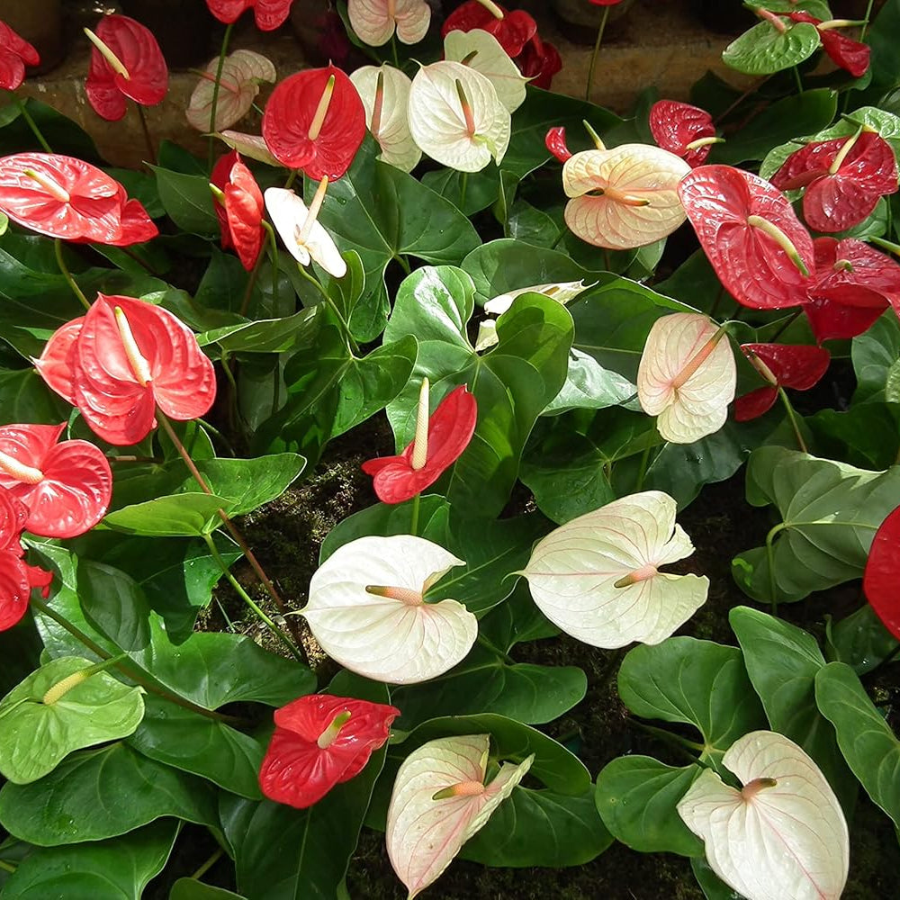 Huifang Anthurium flower seeds