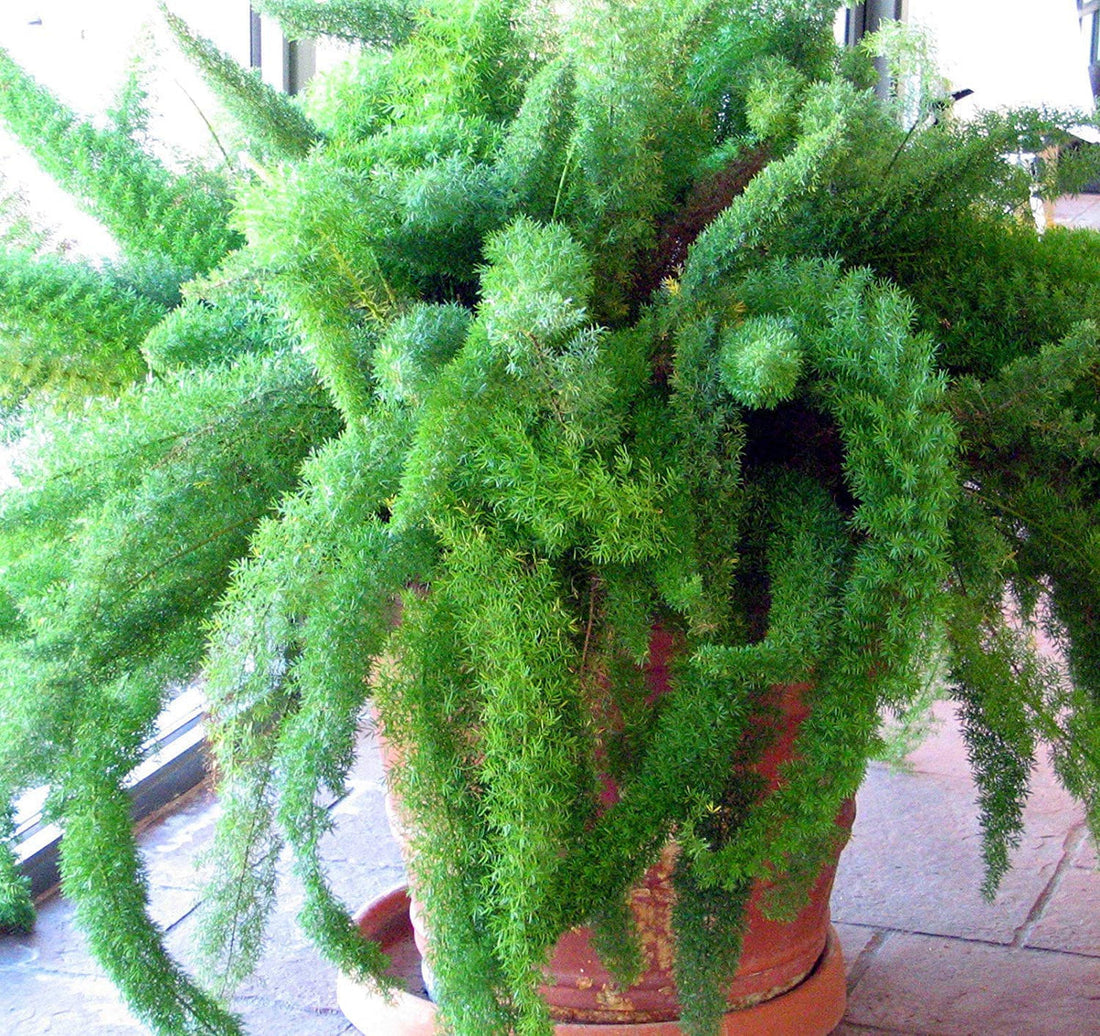 Asparagus Meyeri flower seeds
