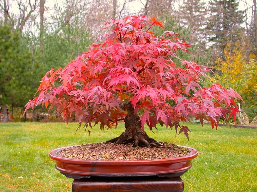 Red Bonsai flower seeds