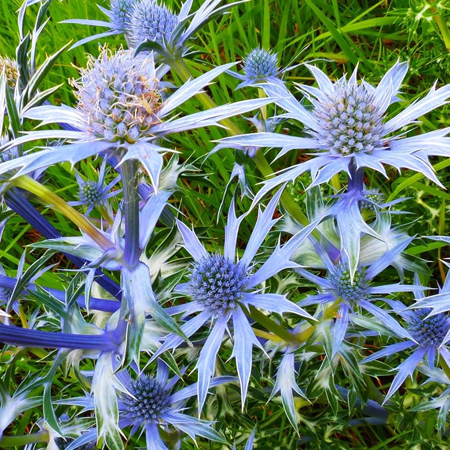 Blue Eryngium flower seeds