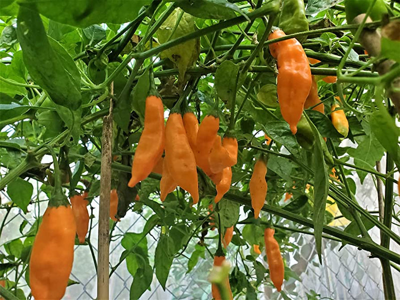 Aji Mango Pepper Seeds for Planting – Hot Chili Pepper Seeds