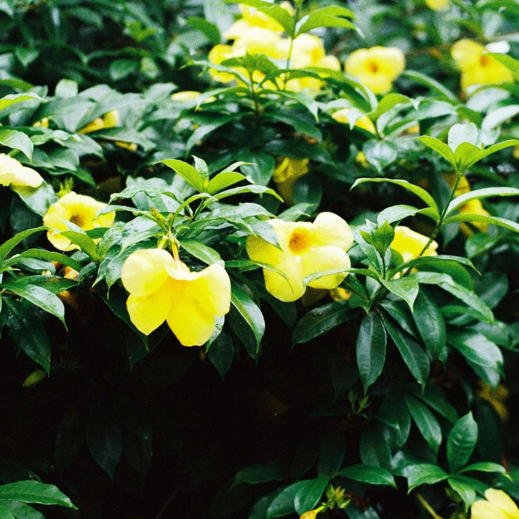 Drought-Tolerant Allamanda plant
